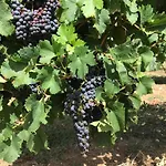 Lammas - Peaceful Vineyard Near Saint-emilion Bed & Breakfast Les Leves-et-Thoumeyragues