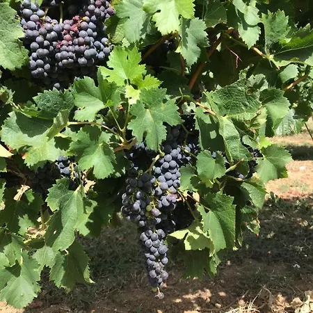 Lammas - Peaceful Vineyard Near Saint-emilion Bed & Breakfast Les Lèves-et-Thoumeyragues